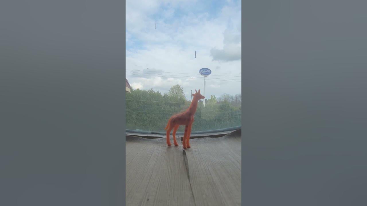 Giraffe in a Window #shorts - YouTube