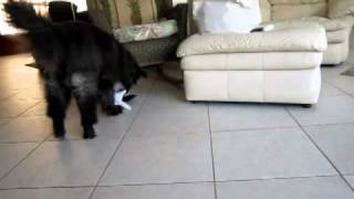 Get Mommy's Slippers by Dogs are People Too 1,703 views 13 years ago 27 seconds