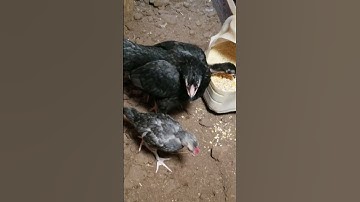 Me nyuam qaib cov hauv.