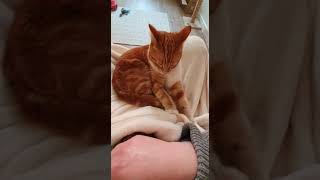 Ariel From Caring Animal Rescue Staffordshire