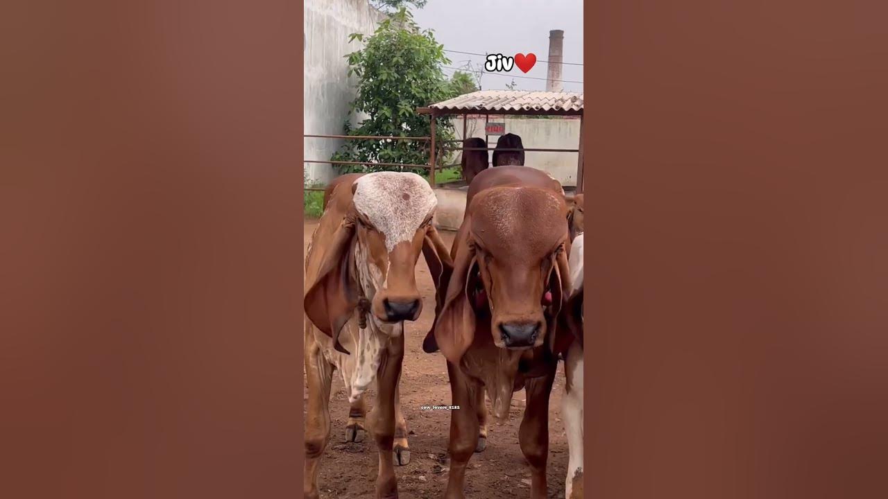 nice-gujarati-gir-cow-caf-for-sel-youtube