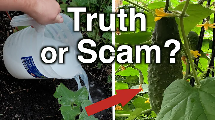 Amazing homemade fertilizer for cucumbers: truth or another scam?