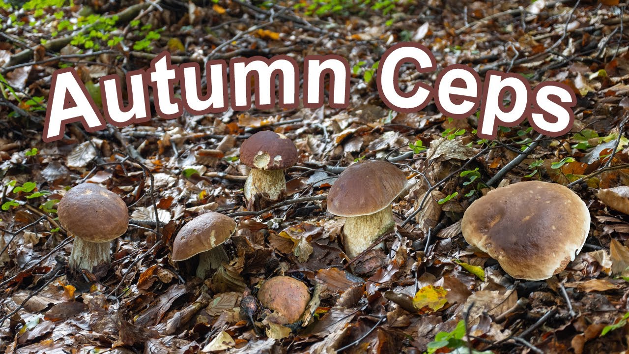 Mushroom Hunting - Cep | King bolete | Boletus edulis | Penny bun | Funghi porcini | Steinpilz