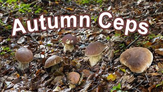 Mushroom Hunting - Cep | King bolete | Boletus edulis | Penny bun | Funghi porcini | Steinpilz