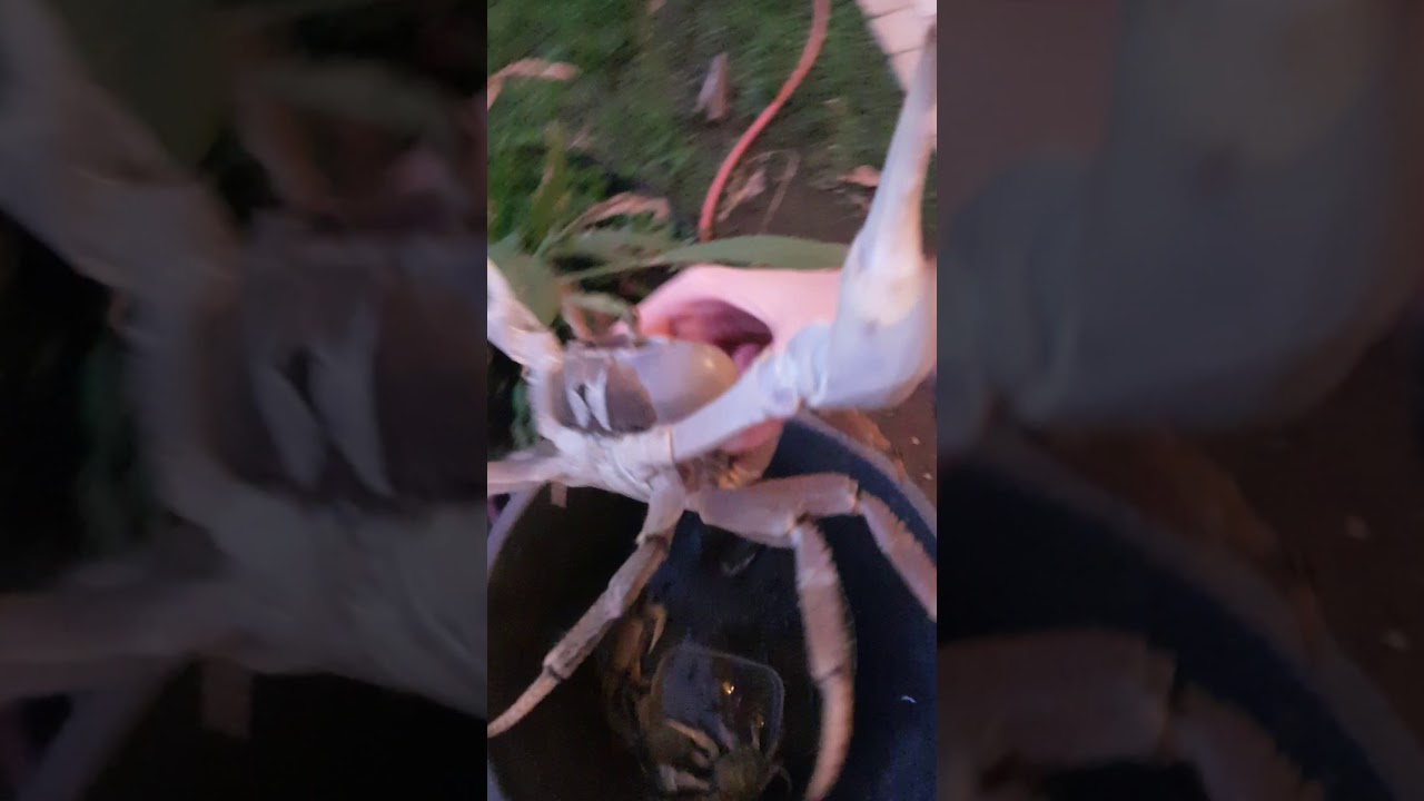 pêche aux crabes de terres partie 1