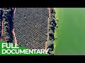 Lake Victoria - A Man-Made Ecological Disaster | Giving Nature A Voice | Free Documentary Nature