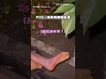 【有味道的浪漫】男友的專屬浪漫！ 騎車到一半「脫鞋送花」？｜情侶｜送花