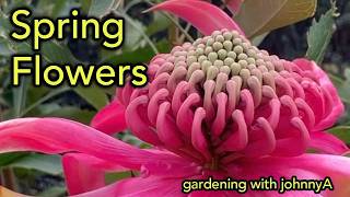 25 of the Very Best flowering native plants to grow in Spring | Australian Flowers With JohnnyA