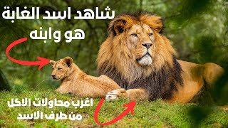 ماهو الاسد?واين يعيشوهل هو لاحم ام عاشب