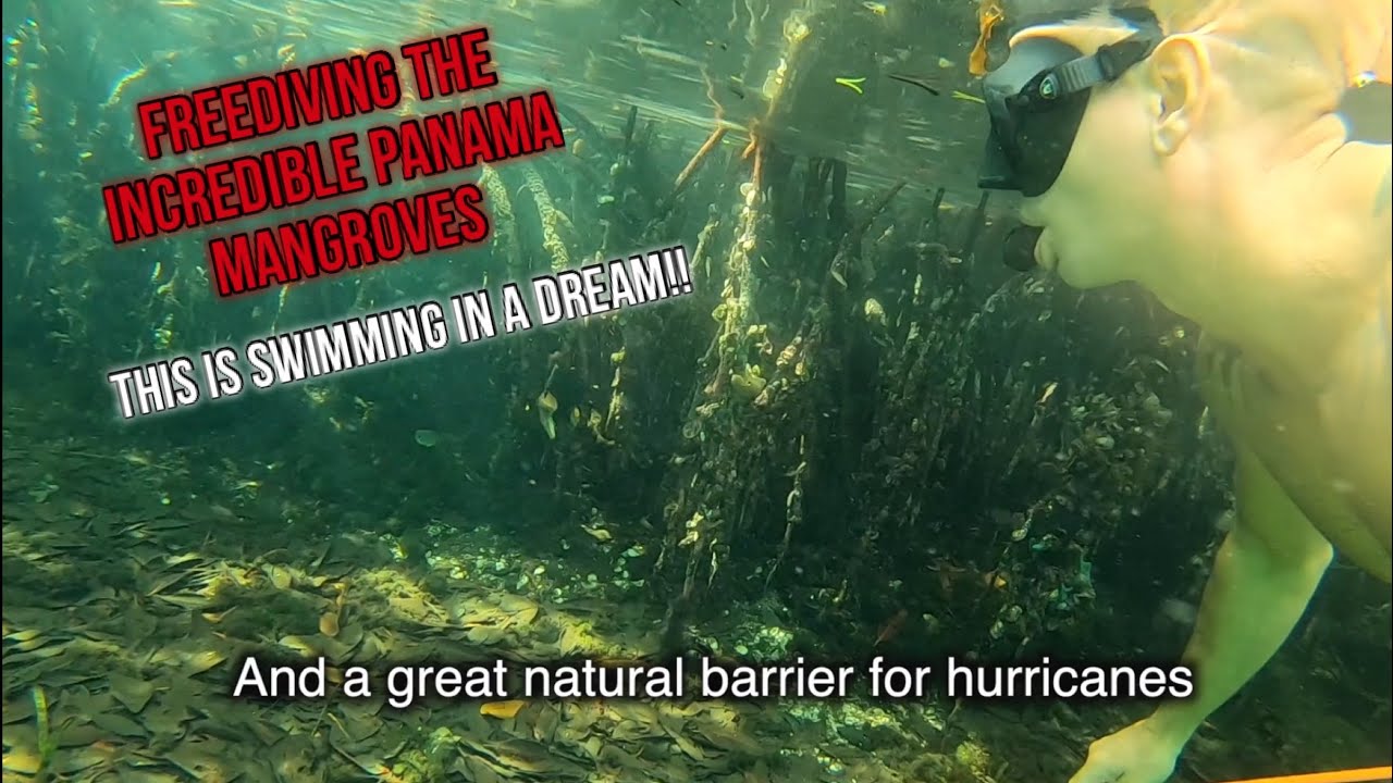 Amazing! Freediving in the mangroves of Bocas del Torro. Ep.40