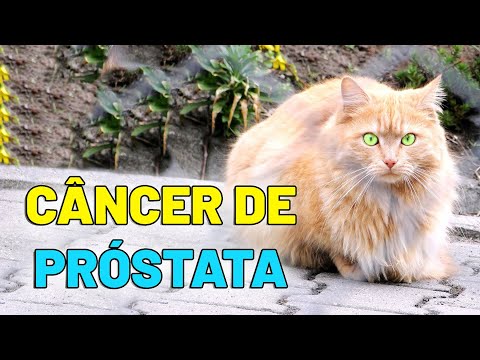 Vídeo: Câncer De Próstata (adenocarcinoma) Em Gatos