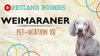 Everything you need to know about Weimaraner puppies! by Petland Rogers 23 views 8 months ago 1 minute, 8 seconds