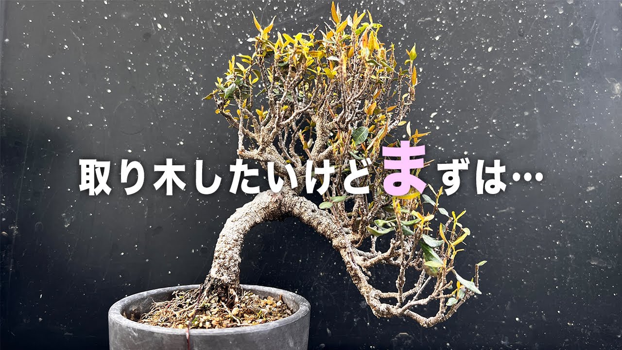 I want to air layer the vine I got at the Omiya Bonsai Festival