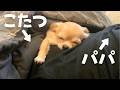 初めてのこたつよりパパの温もりを感じていたい甘えん坊チワワ
