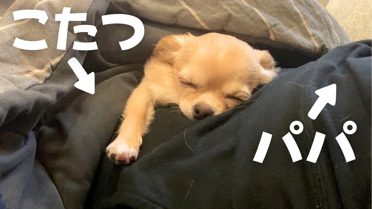 初めてのこたつよりパパの温もりを感じていたい甘えん坊チワワ