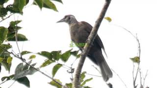 Suara Burung Kepodang Muka Hitam