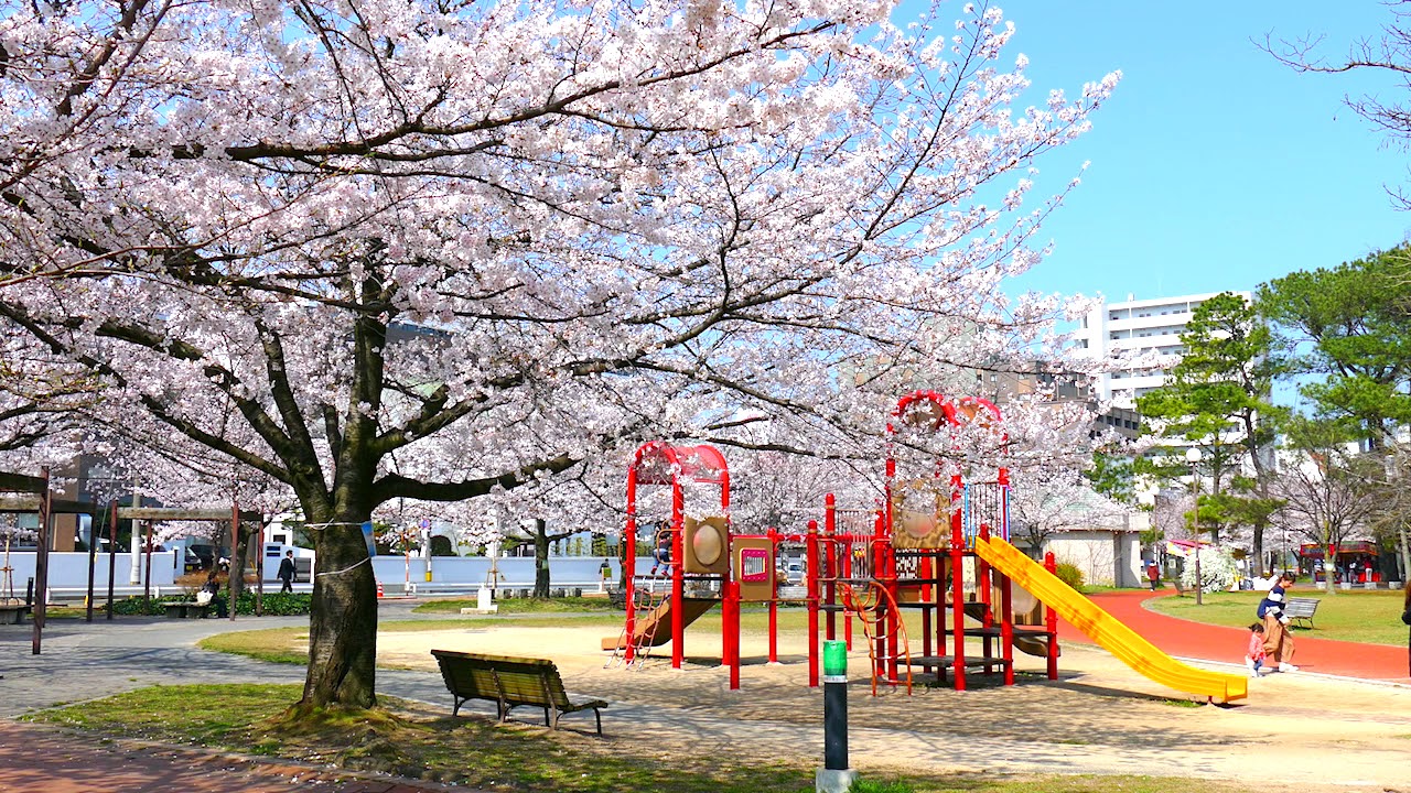 山王公園の桜 Youtube