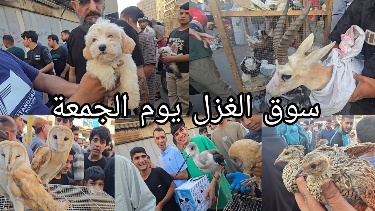 سوق الغزل اليوم الجمعة في العراق بغداد الحيوانات والطيور جميلة جدا رائعة2025/8/29