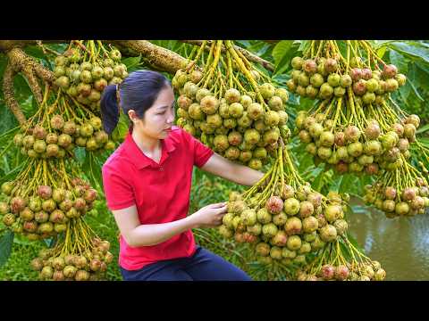 Harvesting 1000 + Kg Eye-catching Green Figs To Sell At Market | Mai Hương - Free Bushcraft