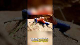 7 Amazing Facts About the Spider-Man Lizard (Mwanza Flat-Headed Rock Agama)