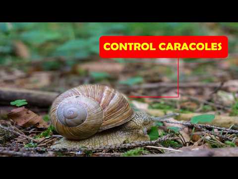 7  TRUCOS CASEROS   para controlar  CARACOLES  y  BABOSAS que realmente FUNCIONAN