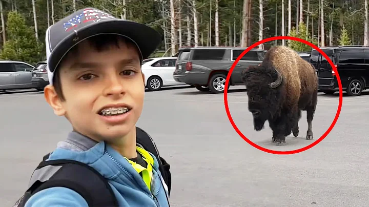 8 Bison Encounters You Will Regret Watching - DayDayNews