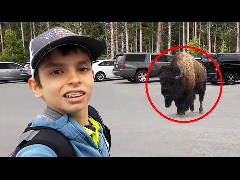 8 Bison Encounters You Will Regret Watching
