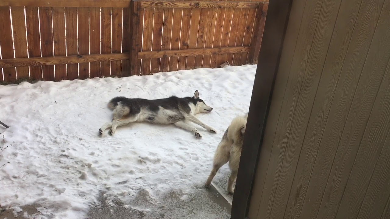 Poor Husky Almost Melted Indoors. Goes Outside And Immediately Falls To Sleep.