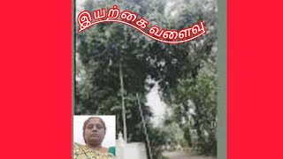 Nature Arch Trees க வளவ மரஙகள.