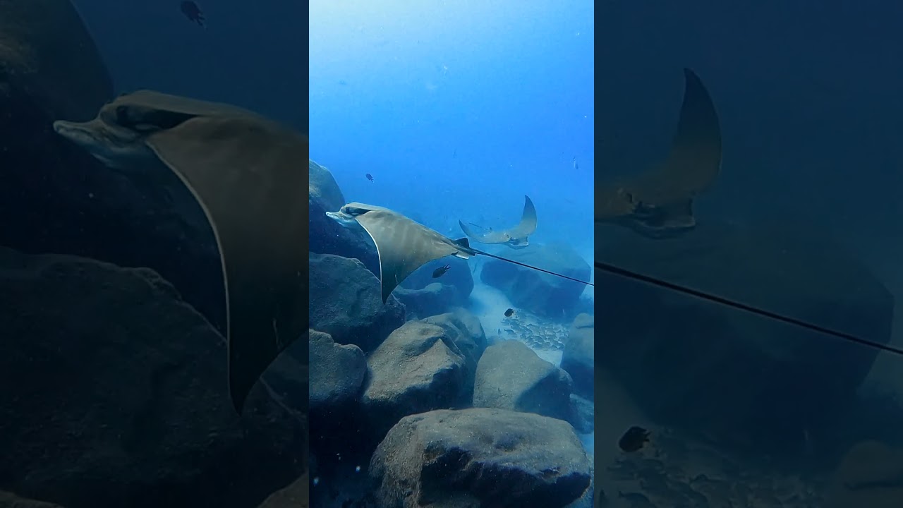 The majestic Bull Ray! 😍  