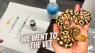 Famous I Have A Sick Snake... What Do I Have To Do Now? Profile