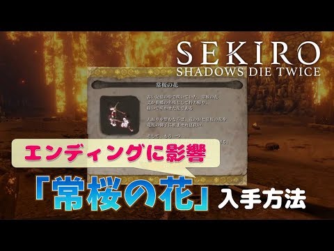 Sekiro エンディングの分岐条件まとめ 分岐アイテム 常桜の花 氷涙 の入手方法 こつこつトロフィーコンプ