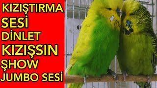 Muhabbet Kuşu Kızıştırma Sesi Muhabbet Kuşu Çiftleşme Sesi Muhabbet Kuşu Sesi صوت البادجي Quş Səsi