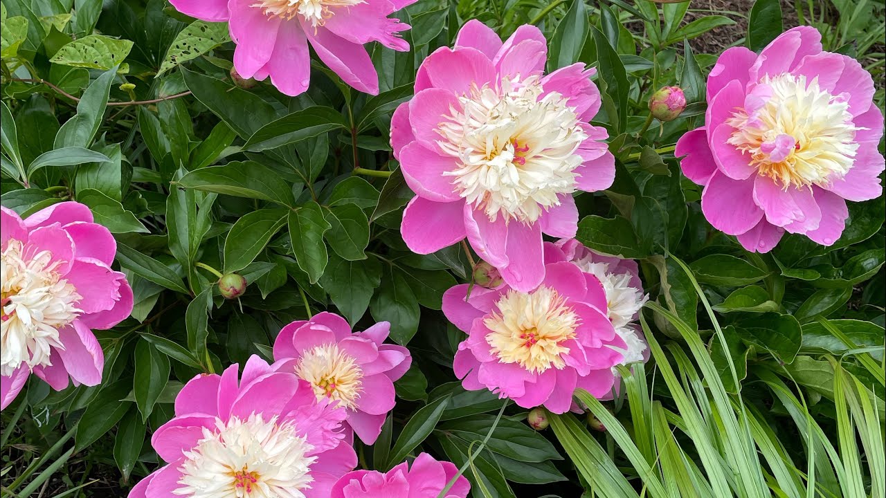 Datin’ in Dayton (Finger picked)