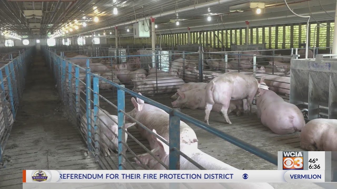 From the Farm: Pork producers and mental health - YouTube