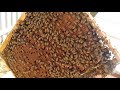 Наличие расплода и мёда равно желанию пчеловода, пасека