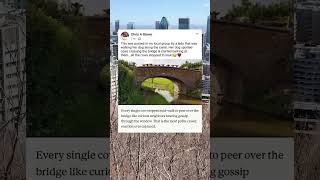 Cows peering over bridge — Most polite crowd reaction ever captured #Cows