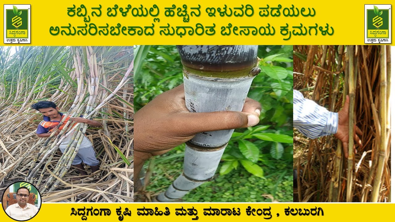 🌿🌿ಕಬ್ಬಿನ ಬೆಳೆಯಲ್ಲಿ ಹೆಚ್ಚಿನ ಇಳುವರಿ ಪಡೆಯಲು ಅನುಸರಿಸಬೇಕಾದ ಸುಧಾರಿತ ಬೇಸಾಯ ಕ್ರಮಗಳು🌿🌿