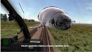 Chonky Seal In Vietnam