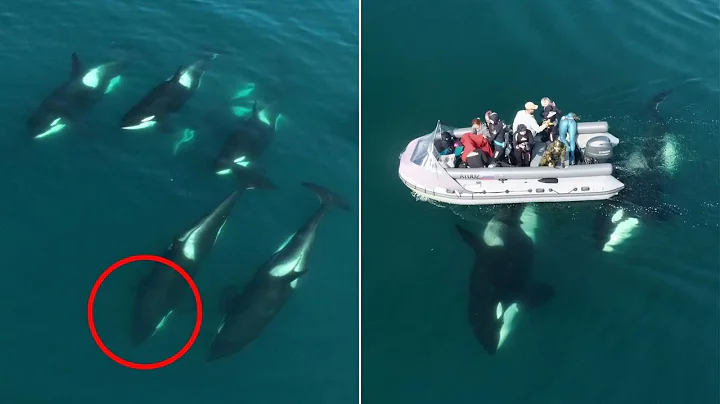 8 AMAZING Orca Encounters