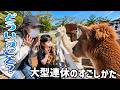 【癒やし】羊の群れに追いかけられる末っ子と、優しく見守る兄姉の神対応。動物園で家族の絆