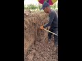 Traditional Hand-Dug Chinese Yam