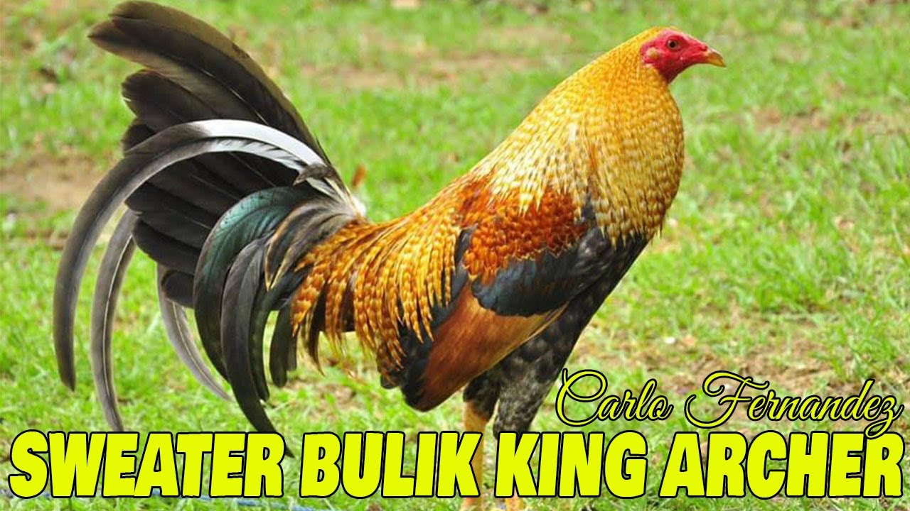 Golden Boy Sweater Big Farm Davao Philippines KING ARCHER FARM YouTube