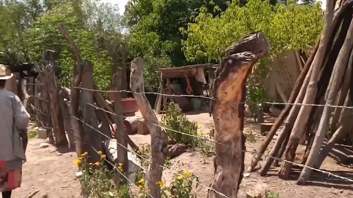 Volviendo de la milpa