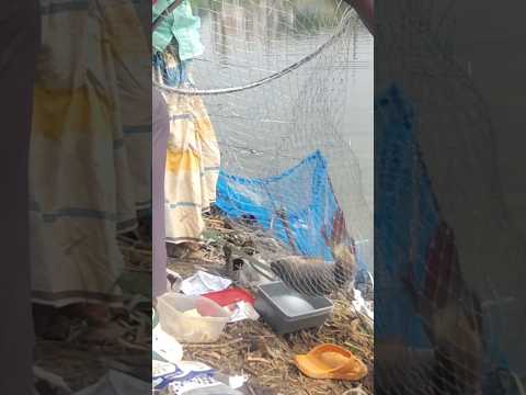 রুই মাছের তেজ বলে কথা #fishing #shorts #fypシ #familyfishing&entertainment