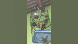 Duet maut pleci vs cabai bunga api