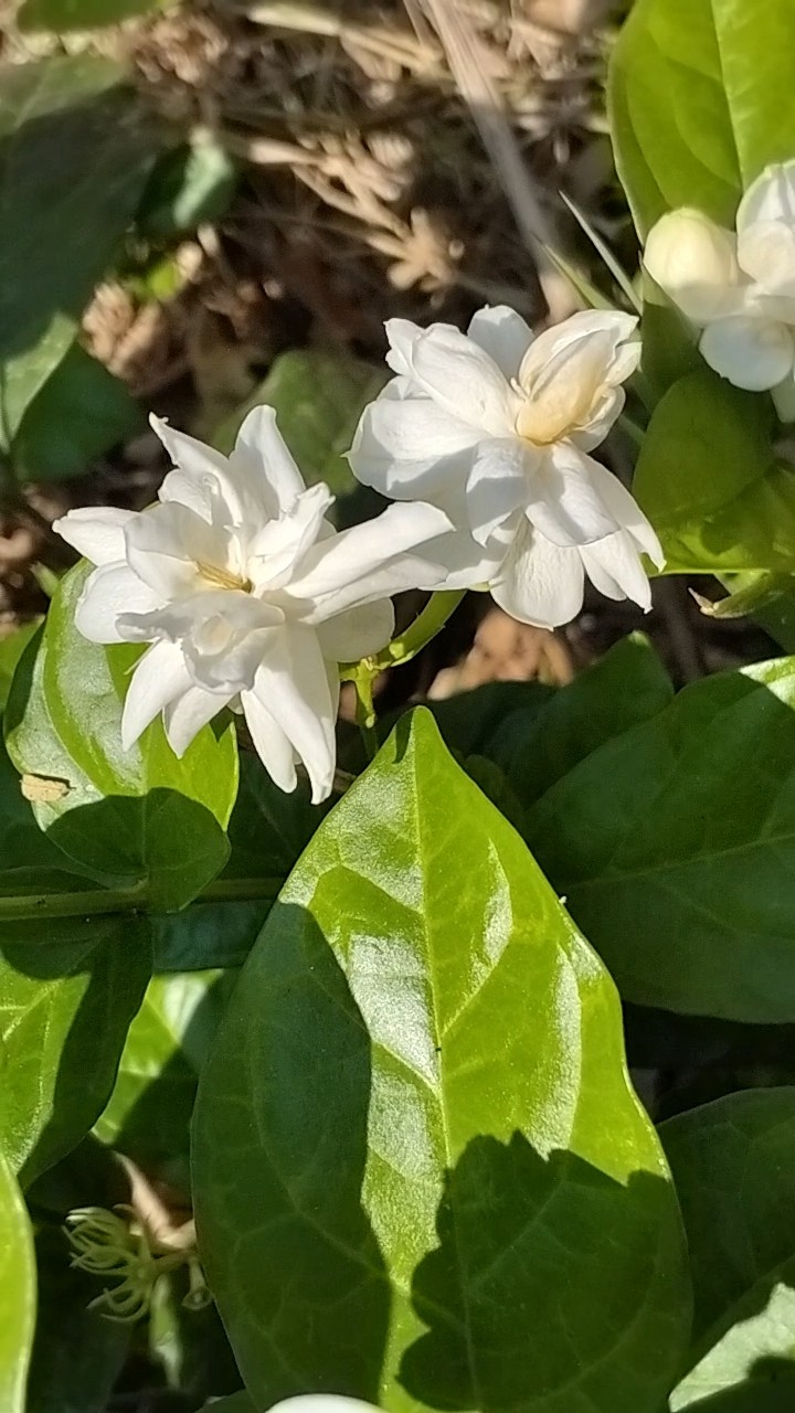 💚I Love தமிழ்நாடு - ShareChat