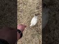 Feeding Sunny.