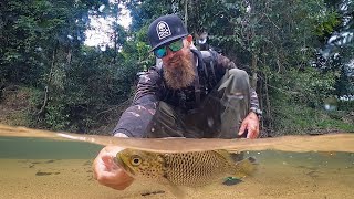 LURE FISHING IN THE JUNGLE - Exploring the Crystal Clear Creeks of FNQ