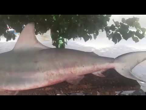 Tubarão é fisgado por pescadores nos parrachos de Pirangi